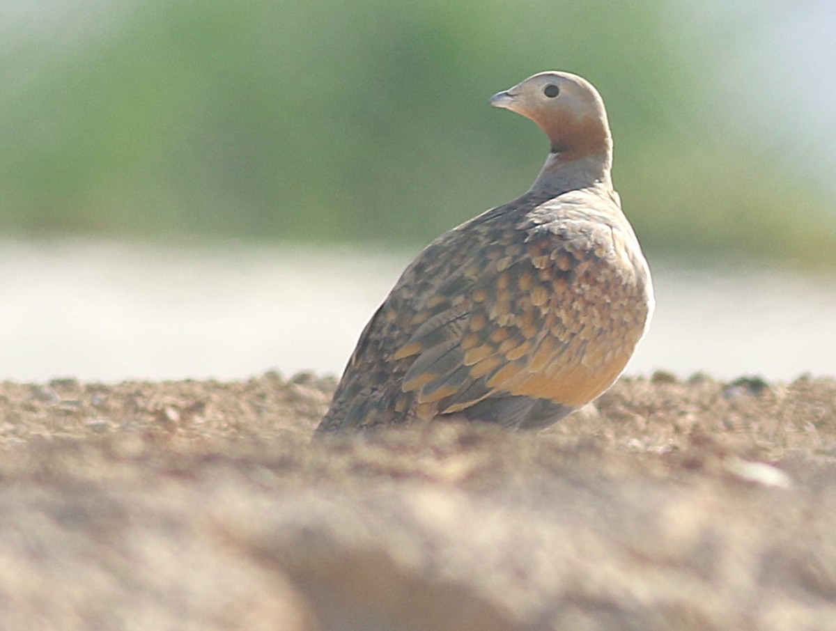 Ganga unibande - ML644510252