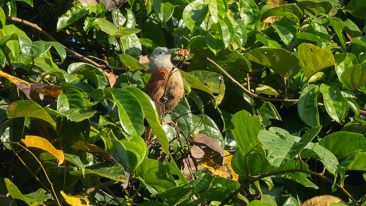 Raffles's Malkoha - ML644510253