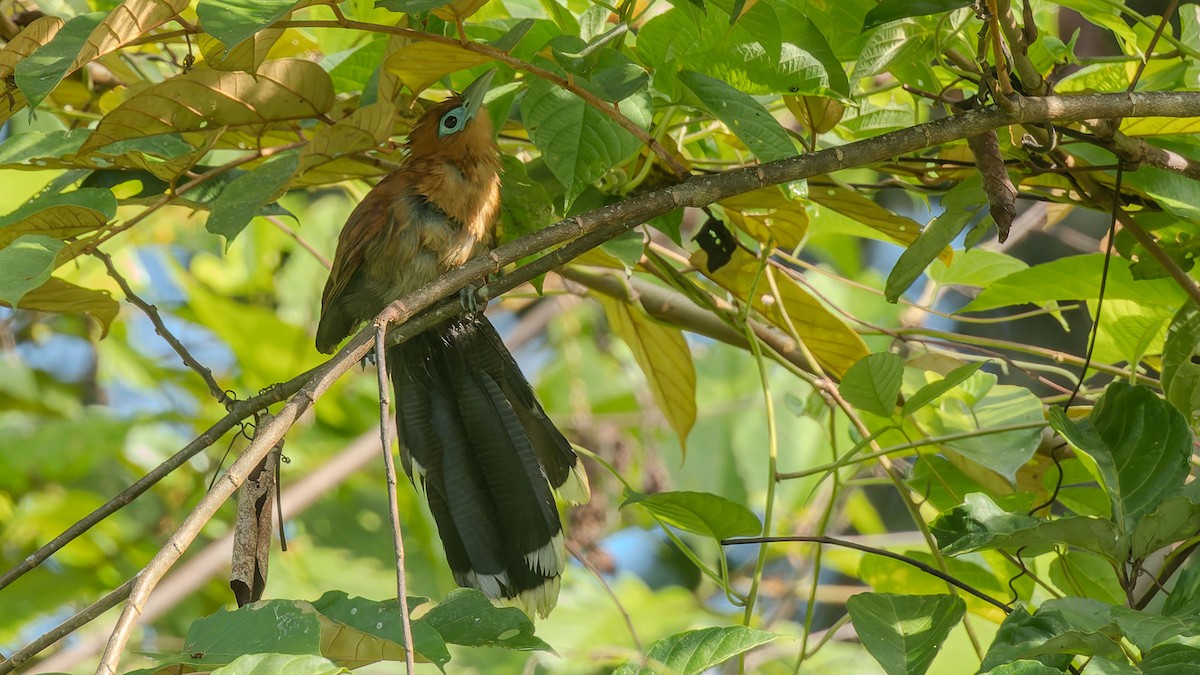 Raffles's Malkoha - ML644510254