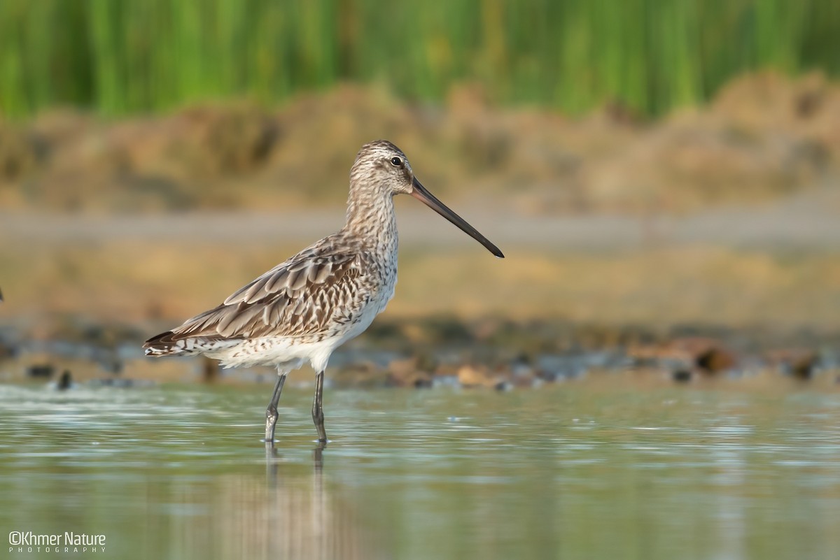 Азийн цууцил - ML644510261