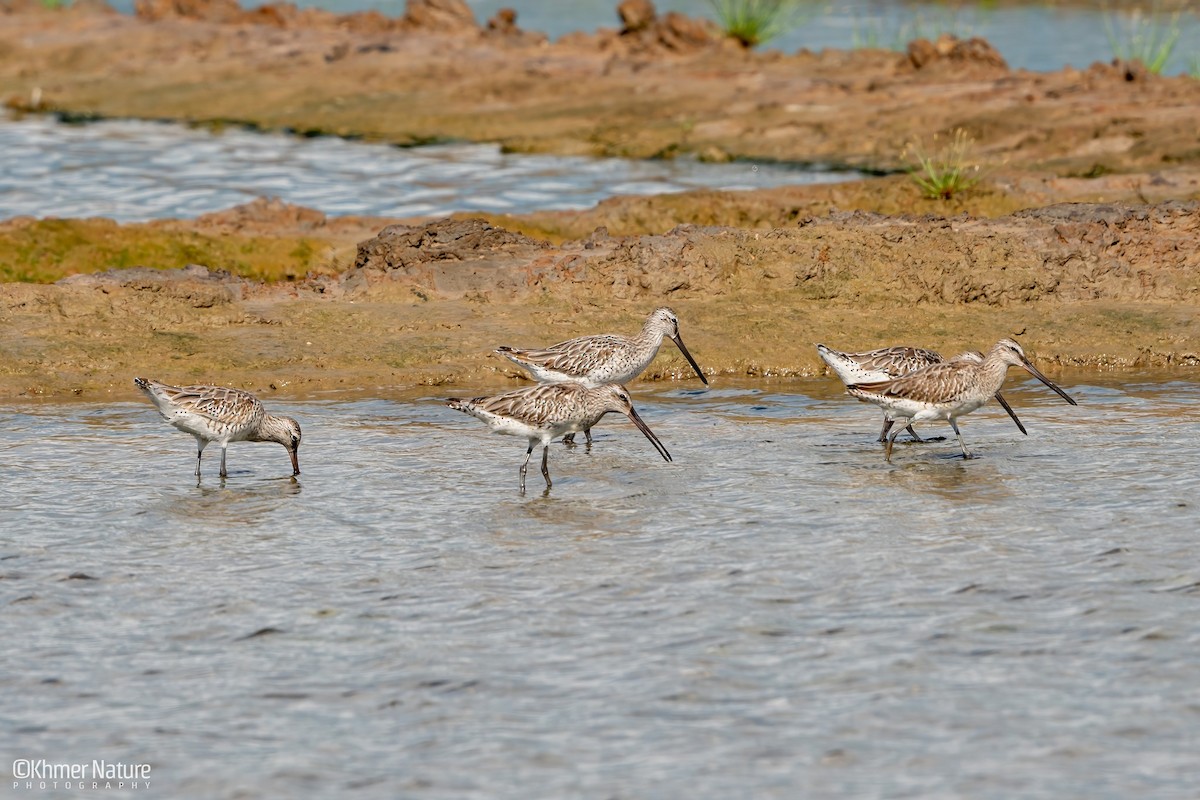 Азийн цууцил - ML644510262