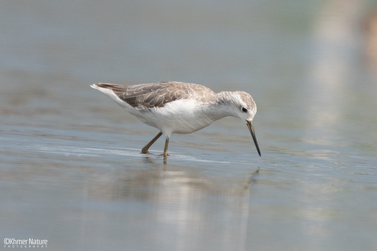 Бүрдний хөгчүү - ML644510263