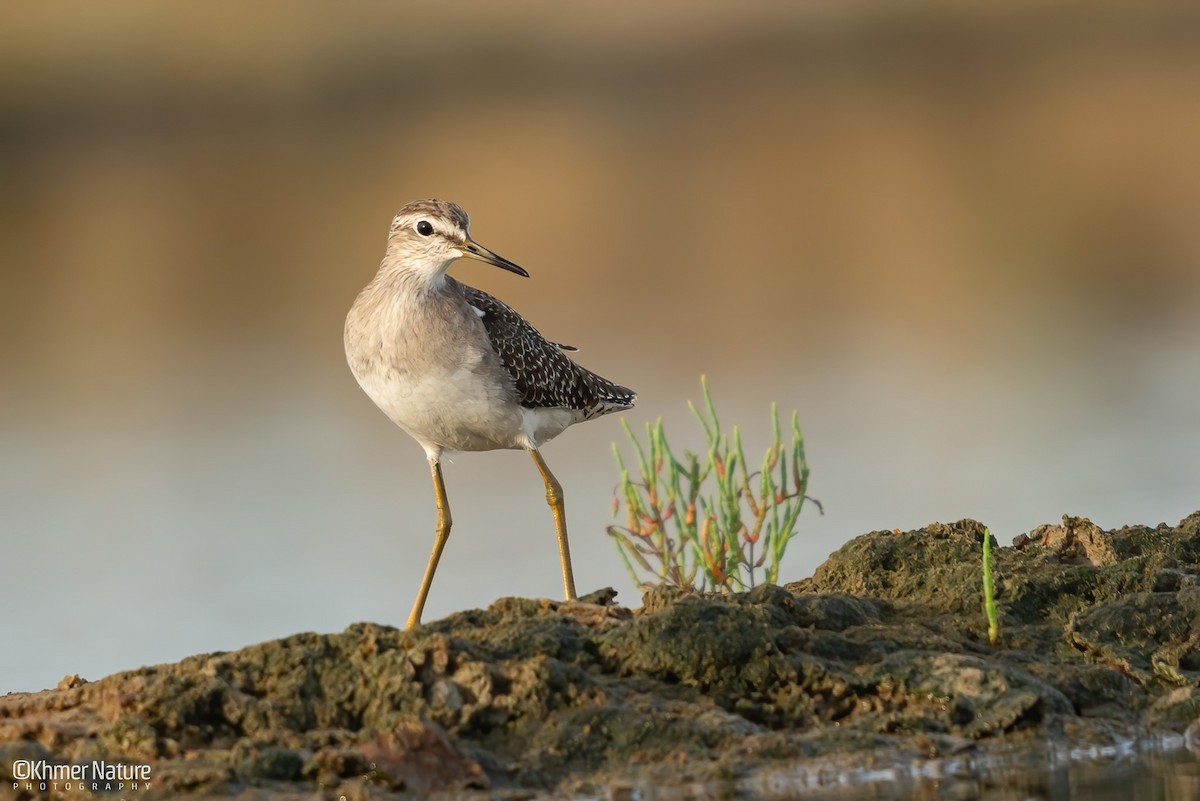 Шугуйн хөгчүү - ML644510265