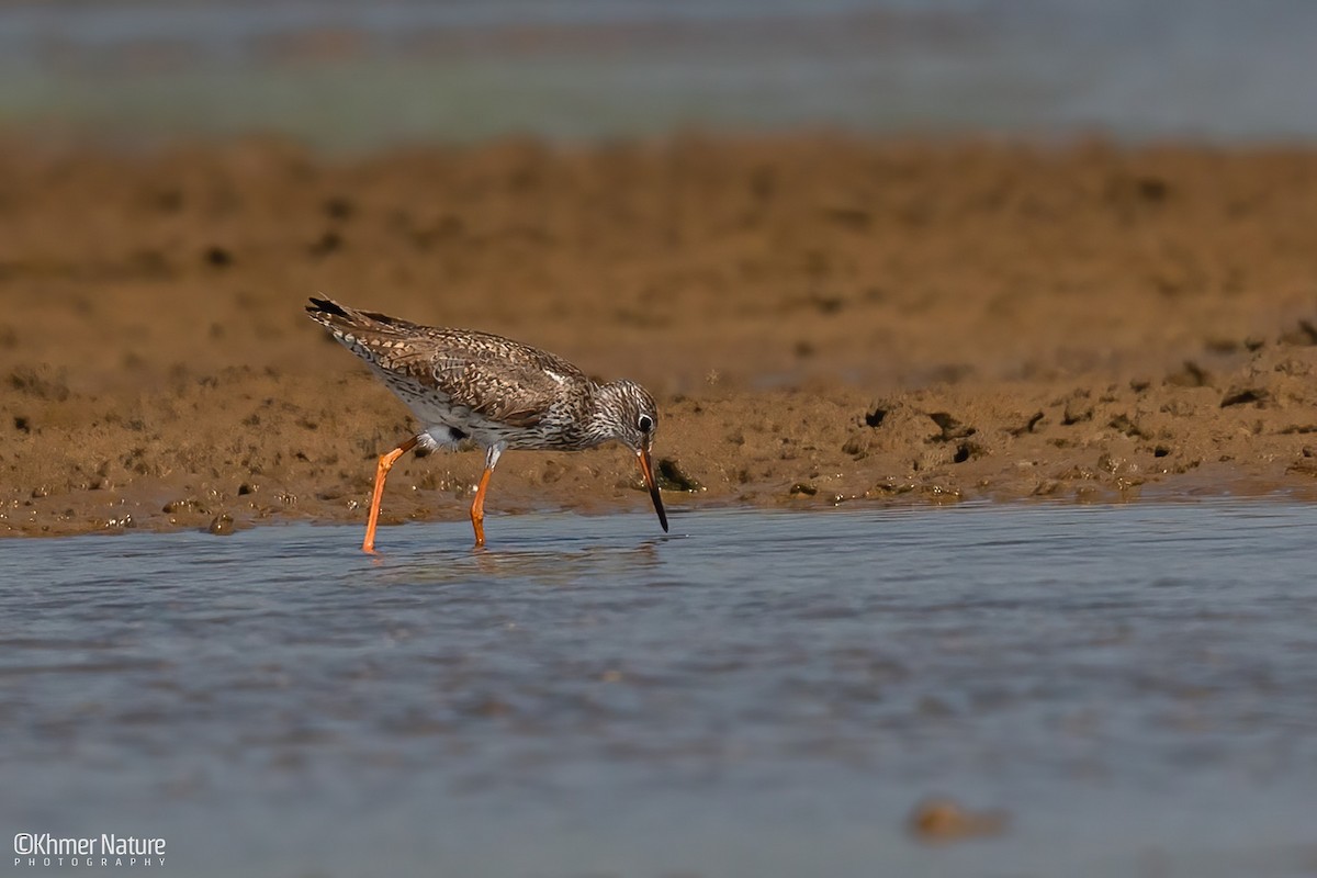 Улаан хөлт хөгчүү - ML644510267