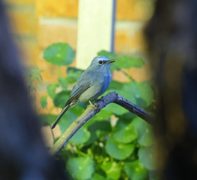 ウスヒメアオヒタキ - ML644510274