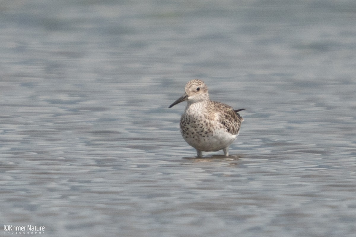 Great Knot - ML644510276