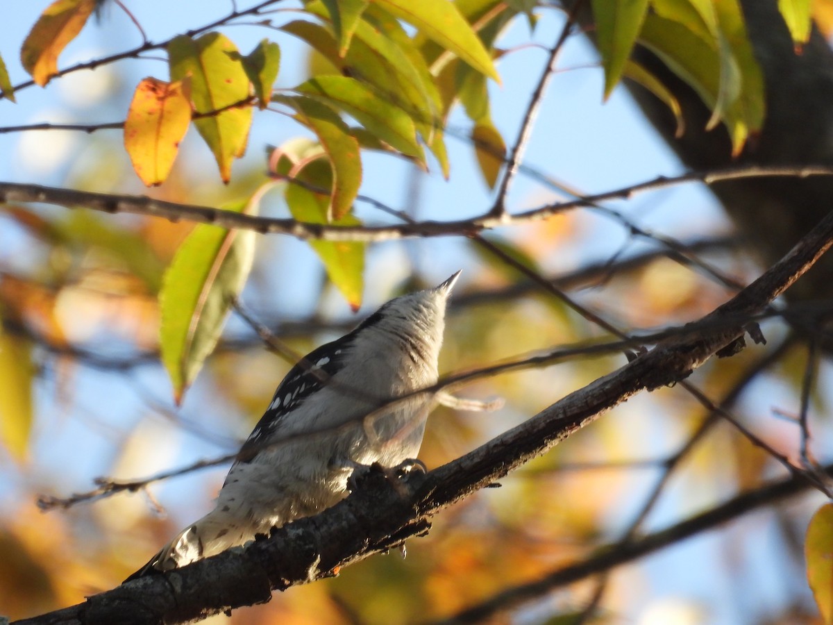 Pico Pubescente - ML644510280
