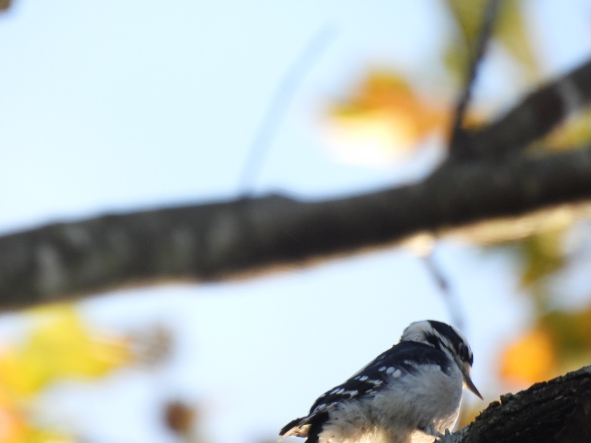 Pico Pubescente - ML644510281