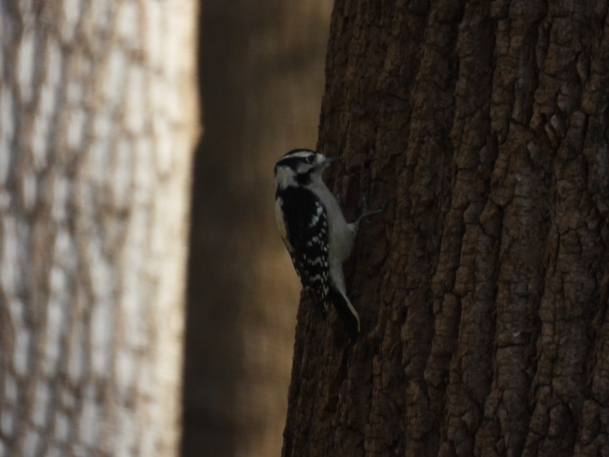 Pico Pubescente - ML644510285