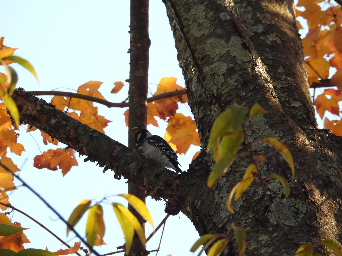 Pico Pubescente - ML644510286