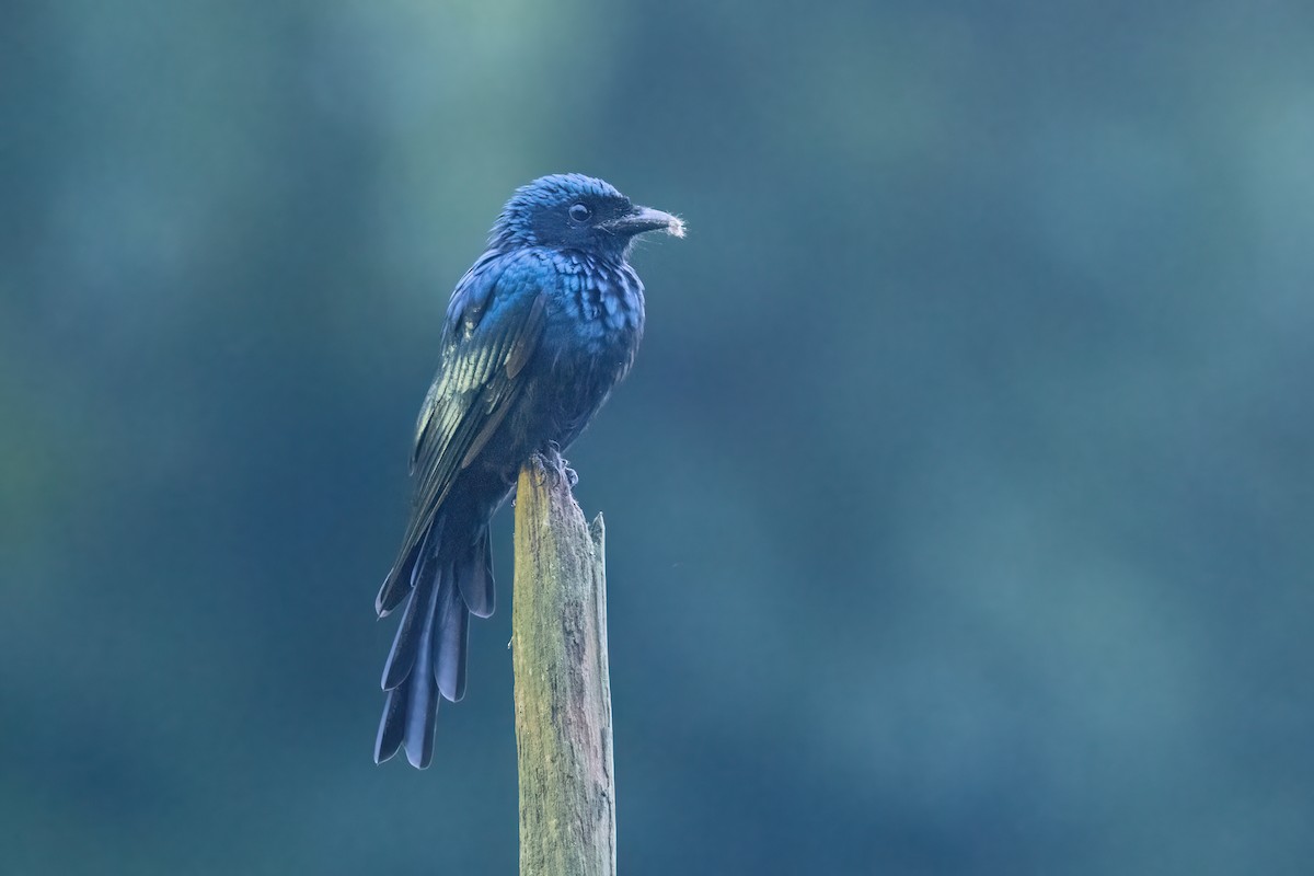bronsedrongo - ML644510287