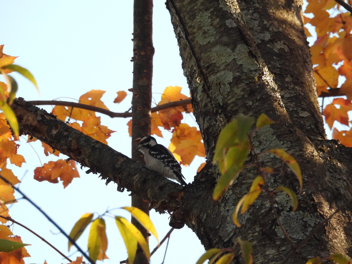 Pico Pubescente - ML644510288