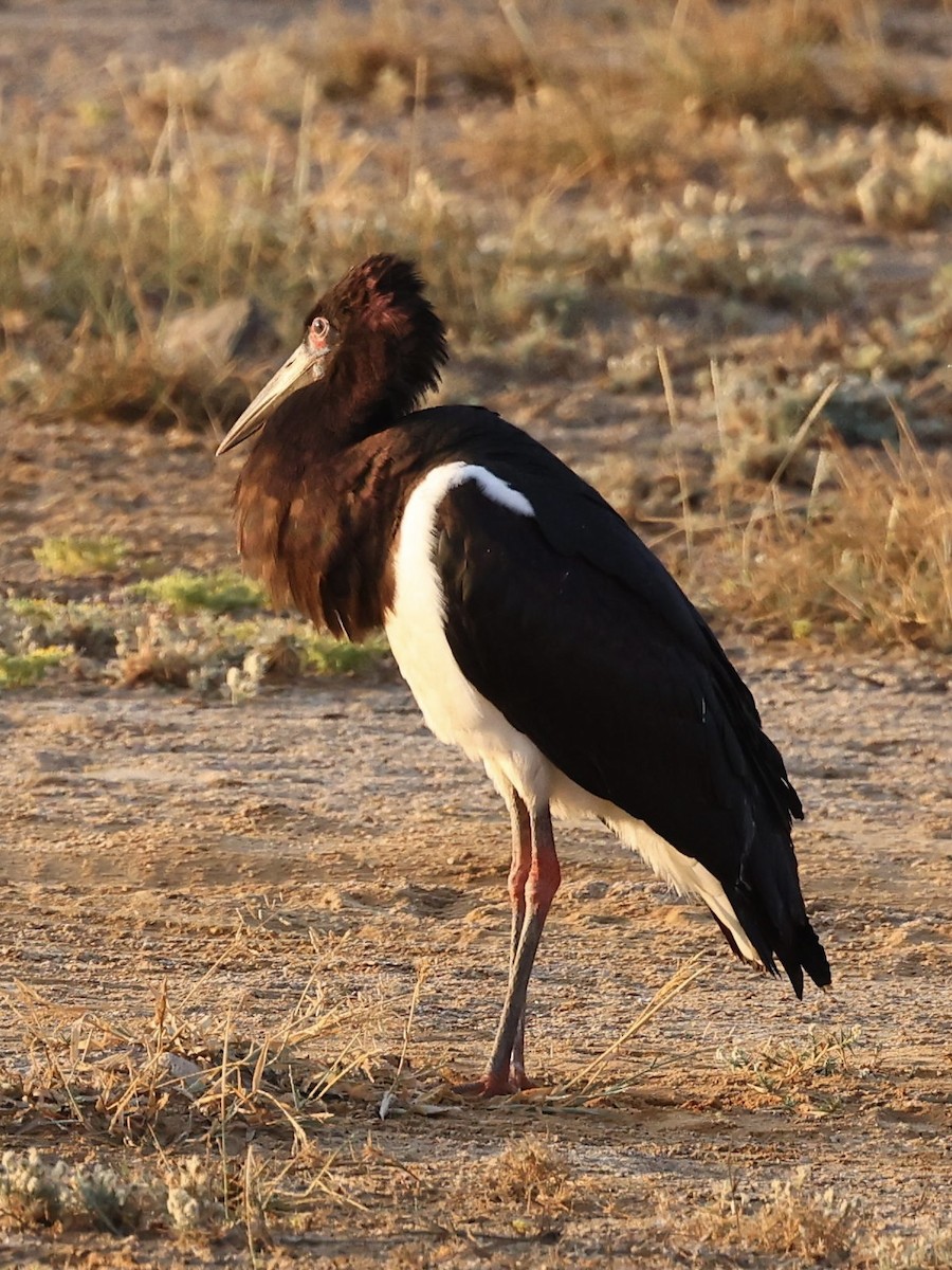 Abdim's Stork - ML644510292