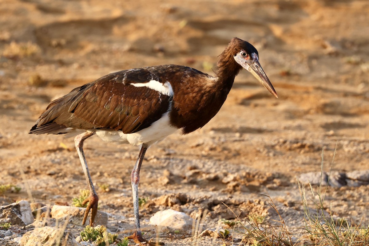 Abdim's Stork - ML644510293
