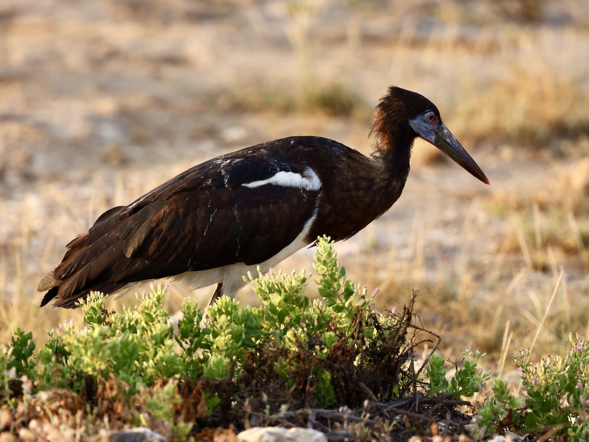 Abdim's Stork - ML644510294