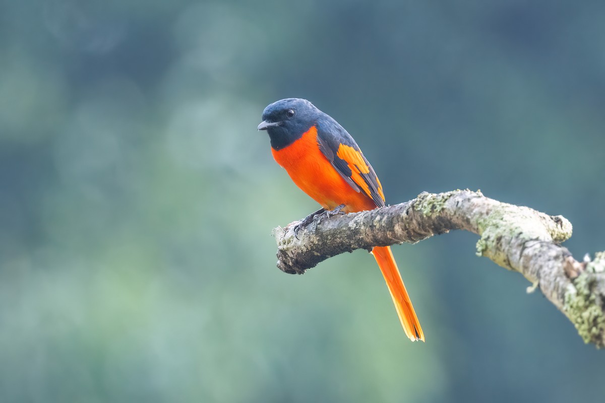 Scarlet Minivet - ML644510301