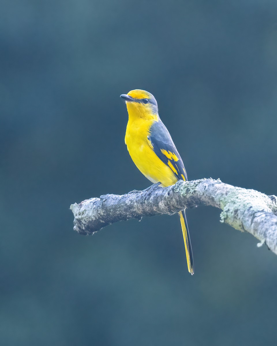 Scarlet Minivet - ML644510302