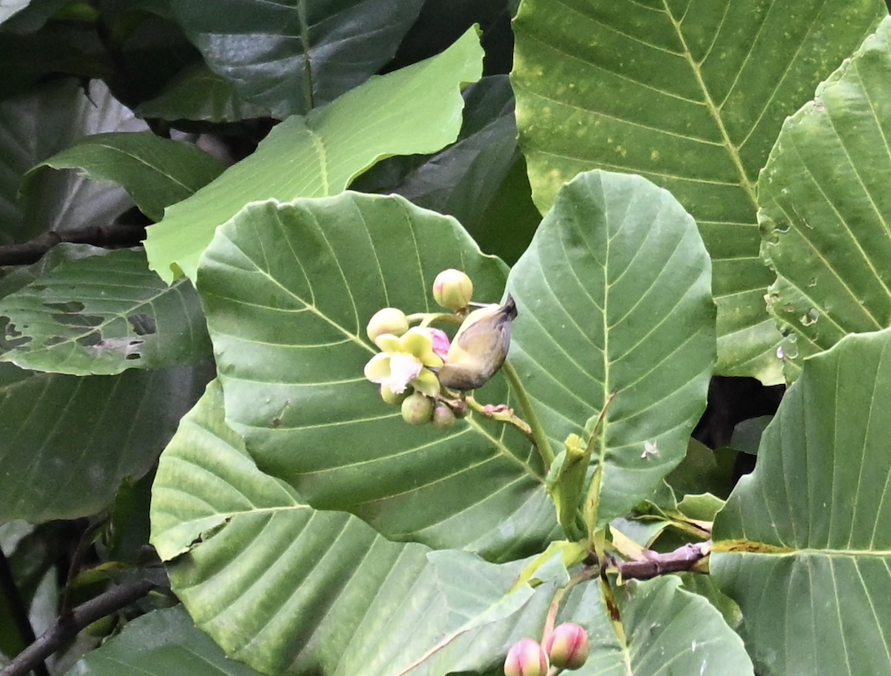 Brown-throated Sunbird - ML644510313