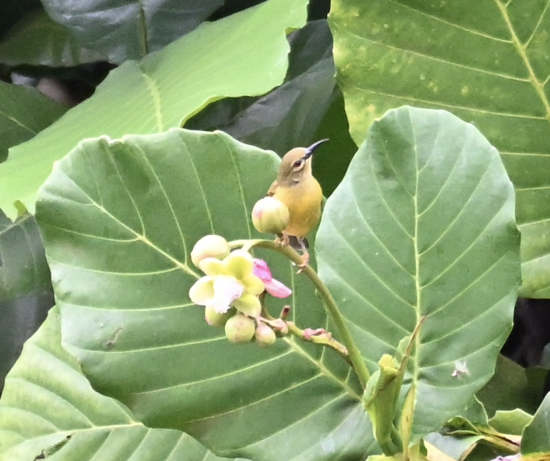Brown-throated Sunbird - ML644510314