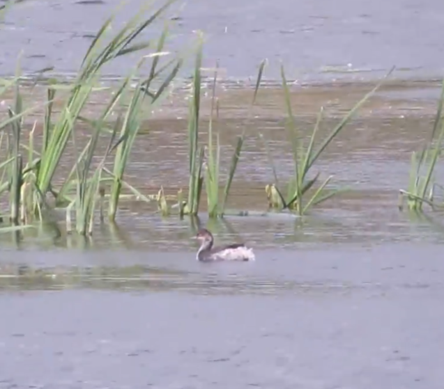 黑頸鸊鷉 - ML644510325