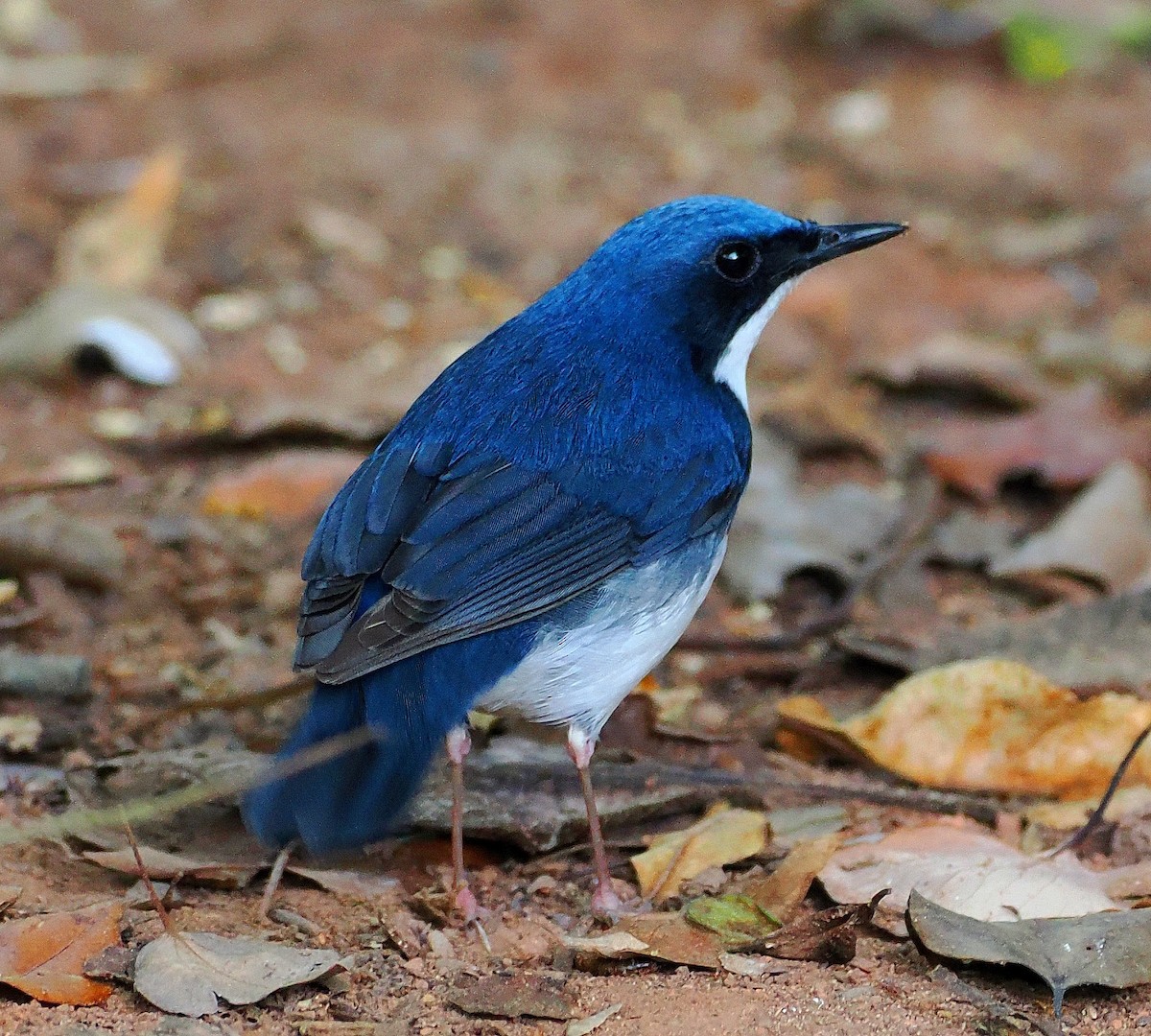 זמיר תכול - ML644510327