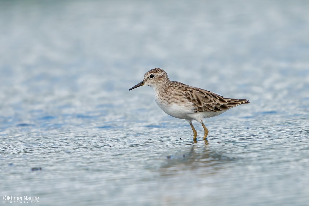 Савар элсэг - ML644510331