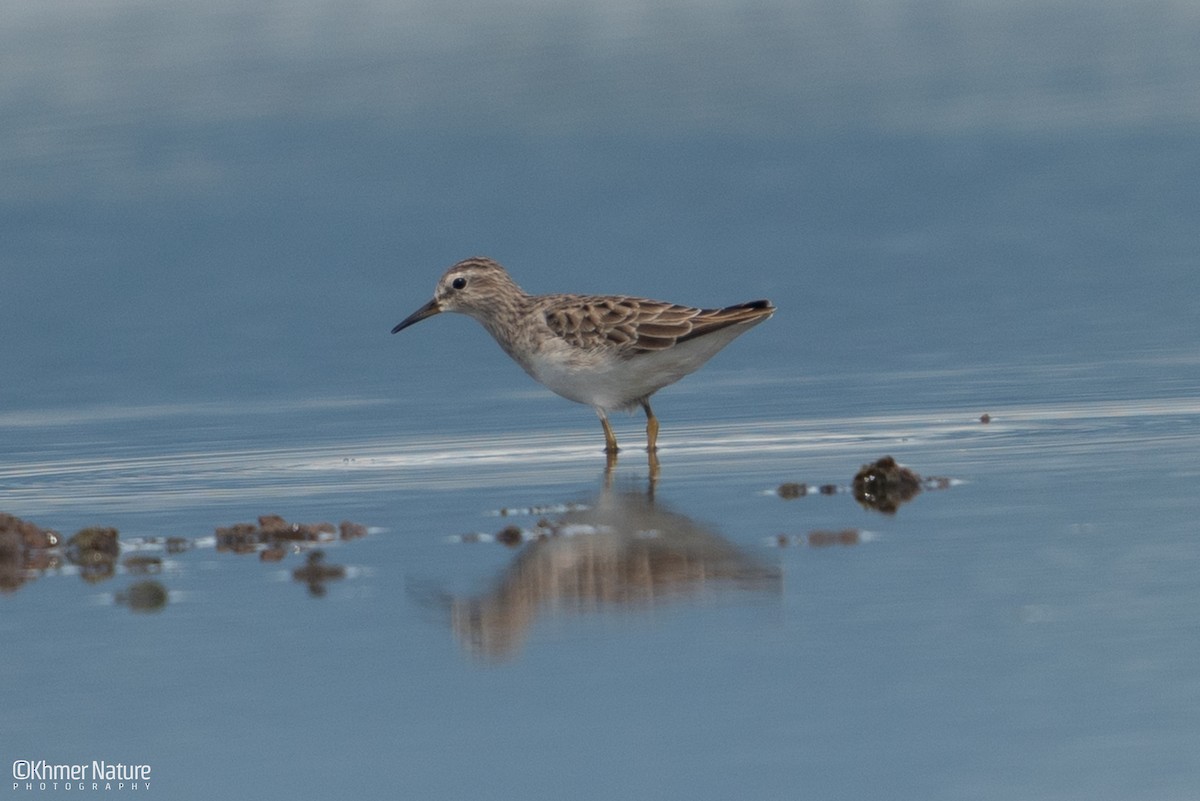 Савар элсэг - ML644510332