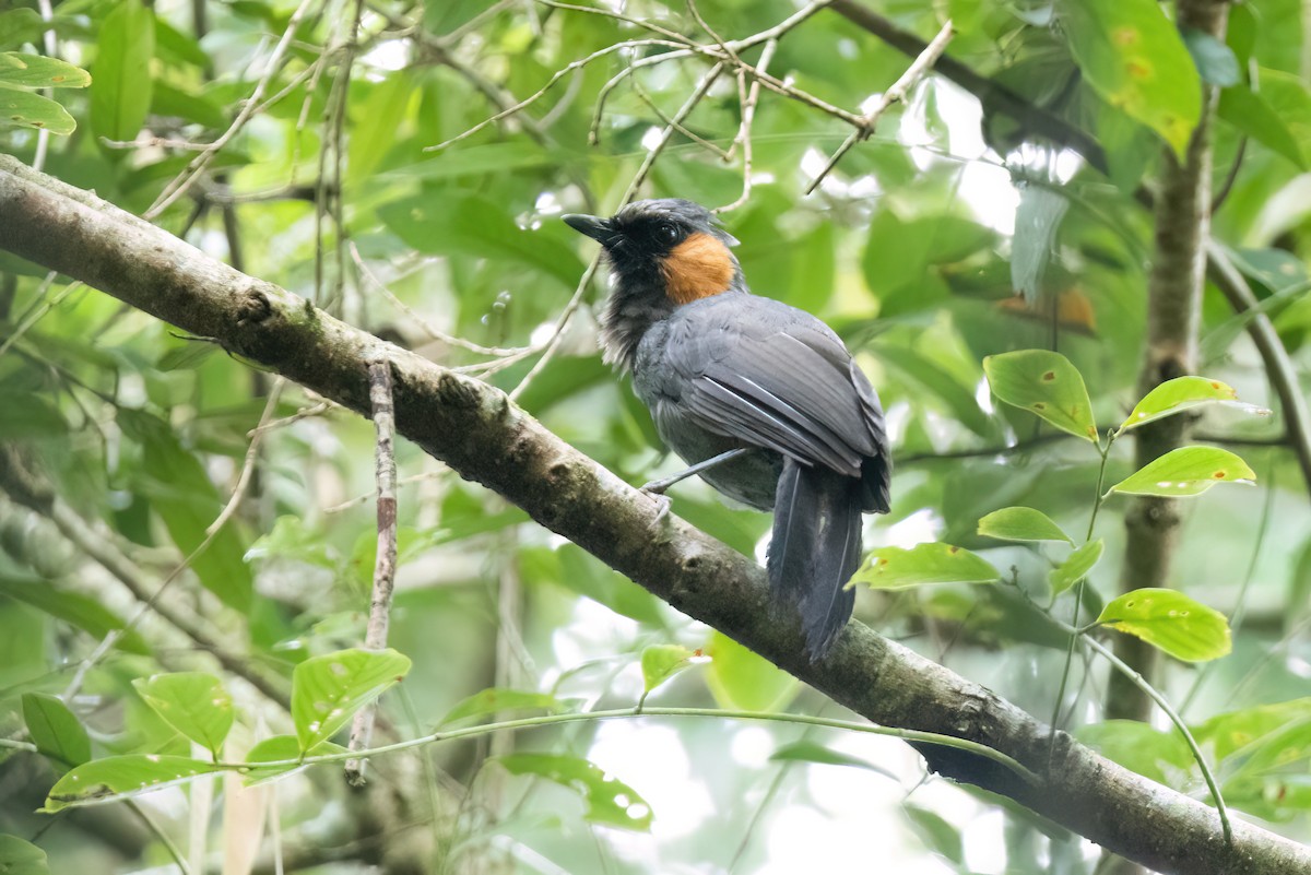Rufous-cheeked Laughingthrush - ML644510340