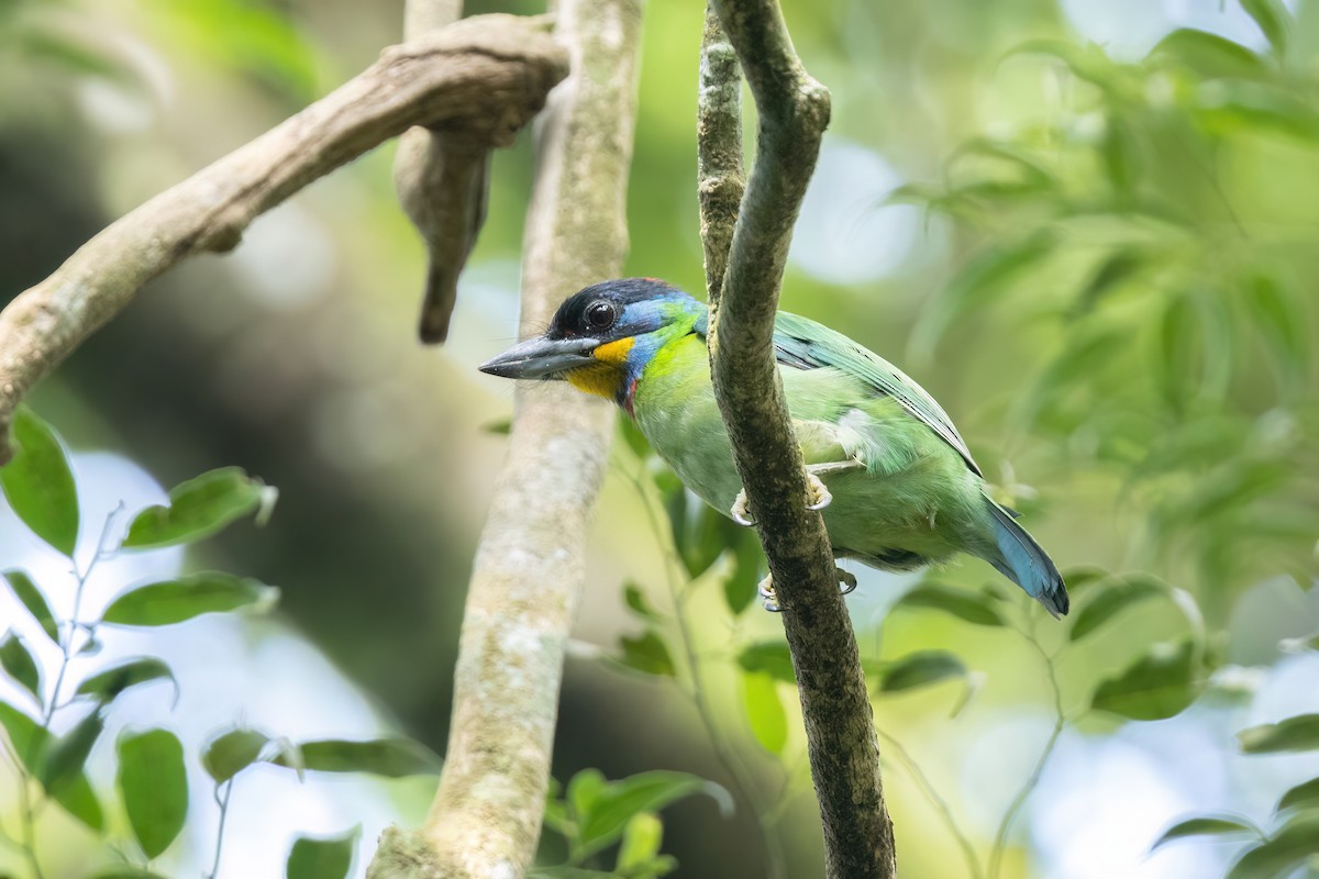 Chinese Barbet - ML644510345