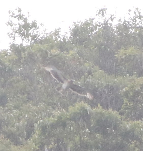 Орел-карлик австралійський - ML644510351