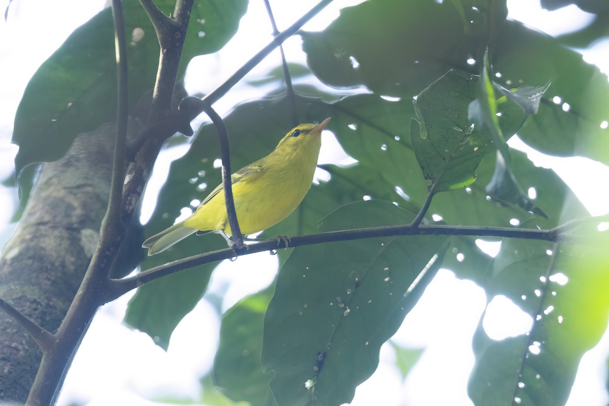 Hainan Leaf Warbler - ML644510359