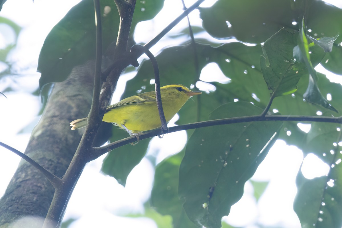 Hainan Leaf Warbler - ML644510360