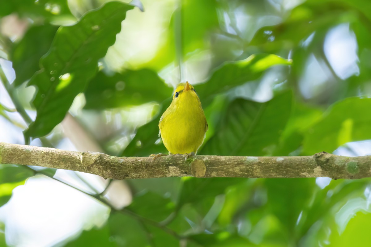 Hainan Leaf Warbler - ML644510361
