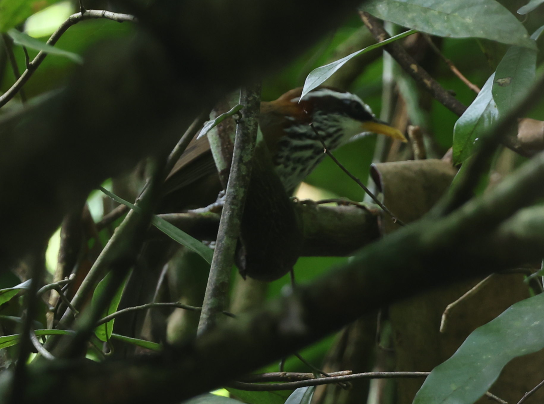 Streak-breasted Scimitar-Babbler - ML644510367
