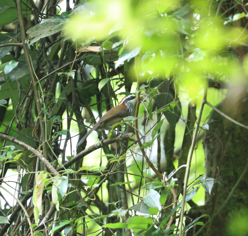 Streak-breasted Scimitar-Babbler - ML644510368