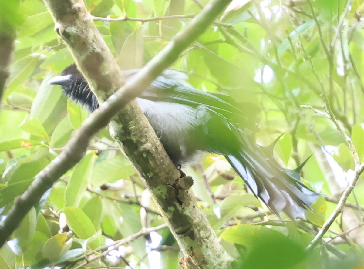 Ratchet-tailed Treepie - ML644510372