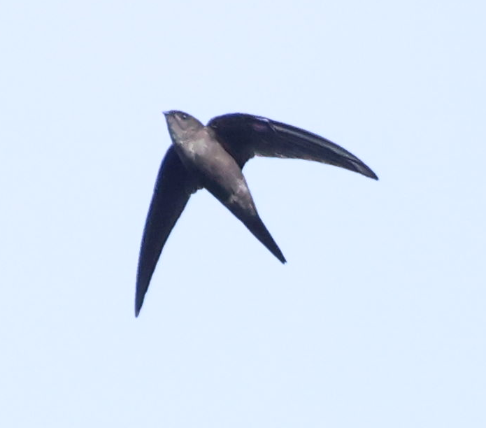 סיס-דקלים אסייתי - ML644510376