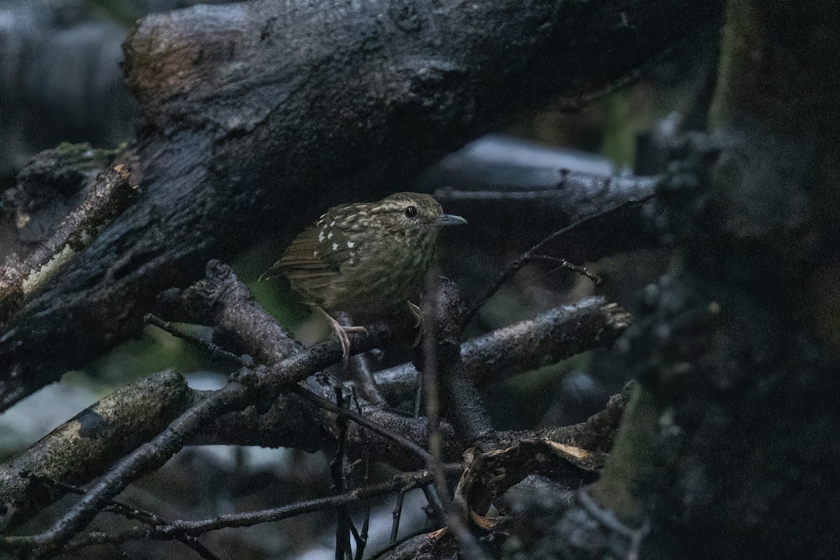 Eyebrowed Wren-Babbler - ML644510379
