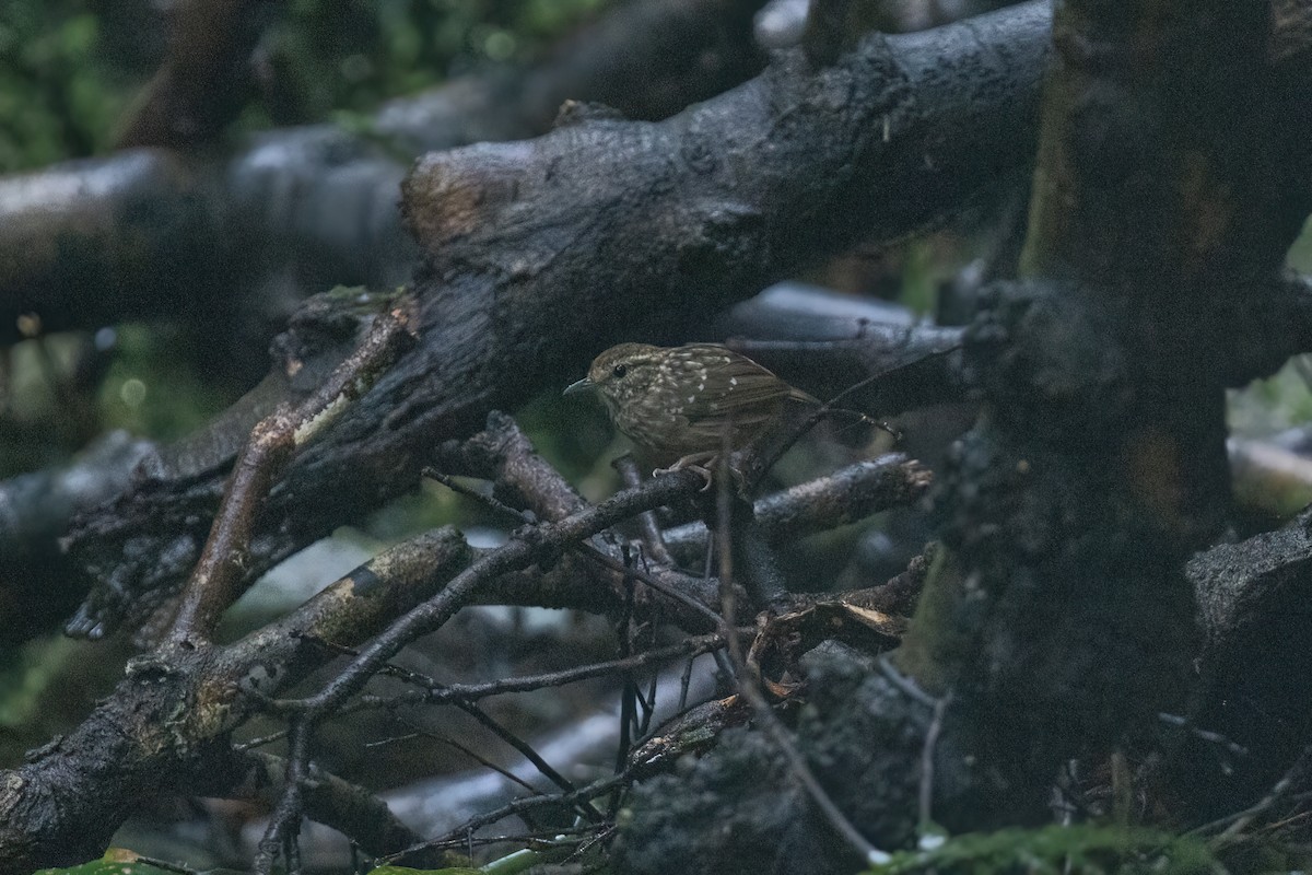 Eyebrowed Wren-Babbler - ML644510380