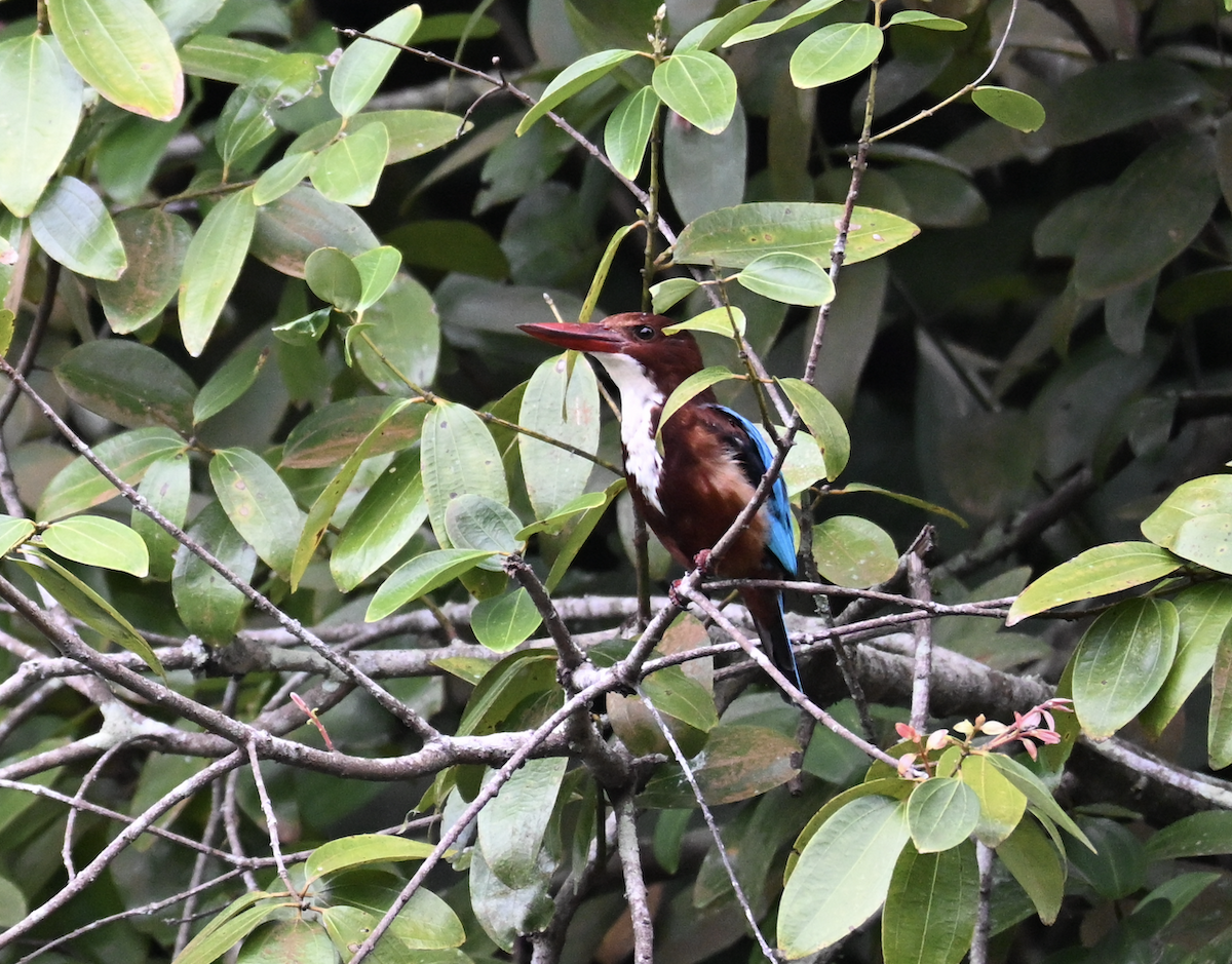White-throated Kingfisher - ML644510381
