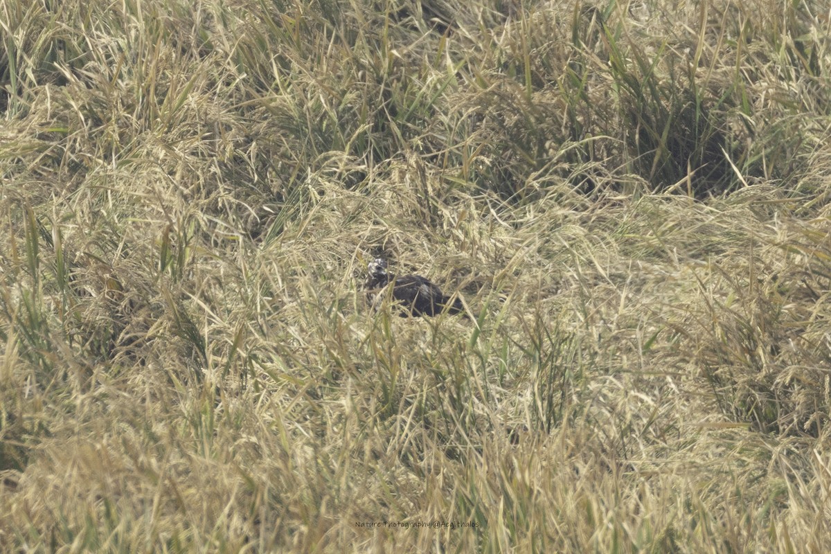 Eastern Marsh Harrier - ML644510384