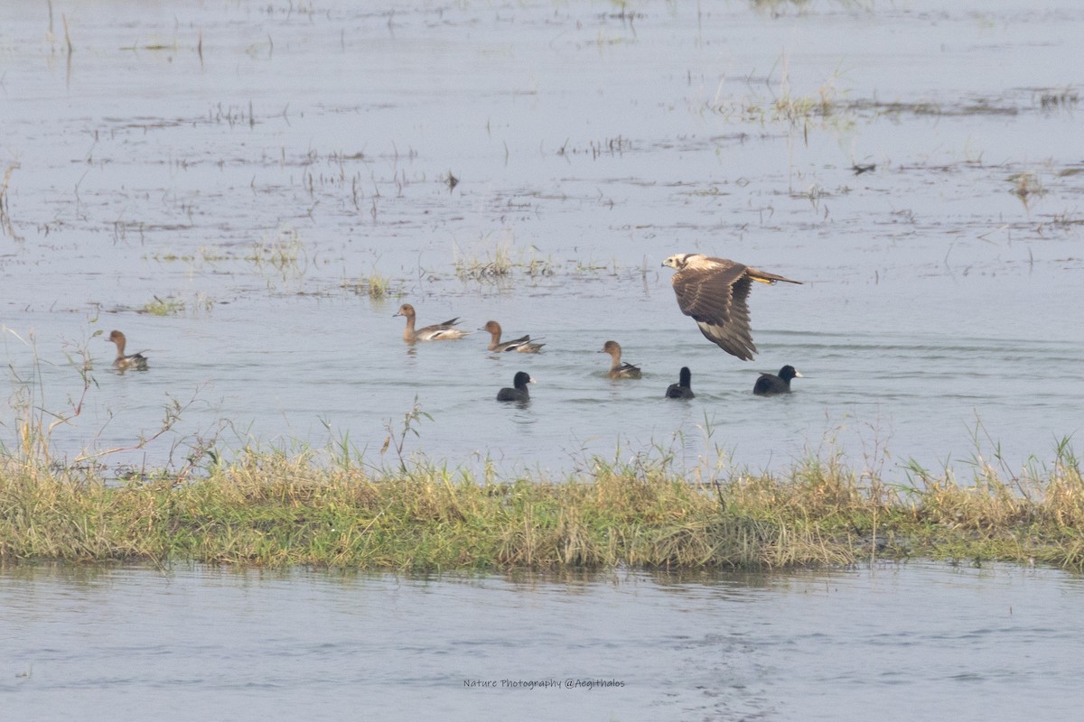 Eastern Marsh Harrier - ML644510385
