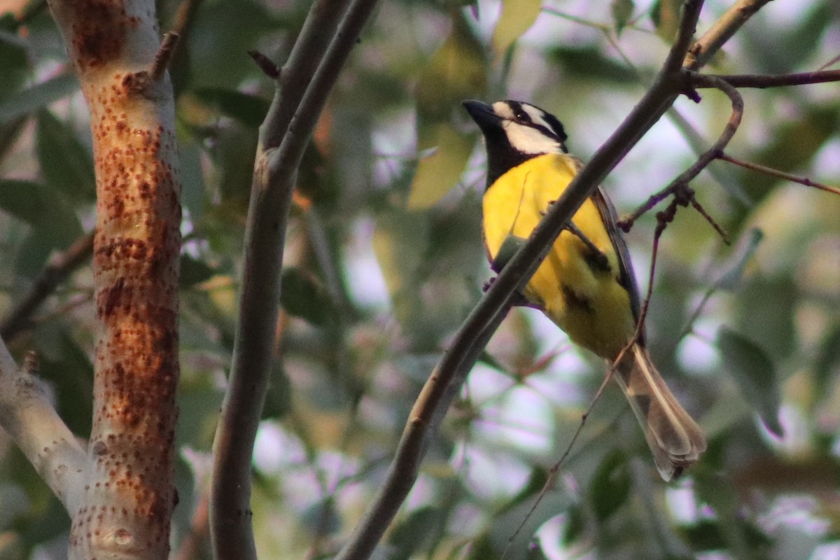 Eastern Shrike-tit - ML644510389