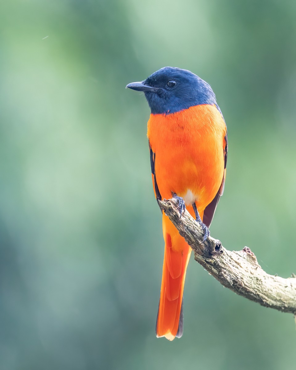 Scarlet Minivet - ML644510393