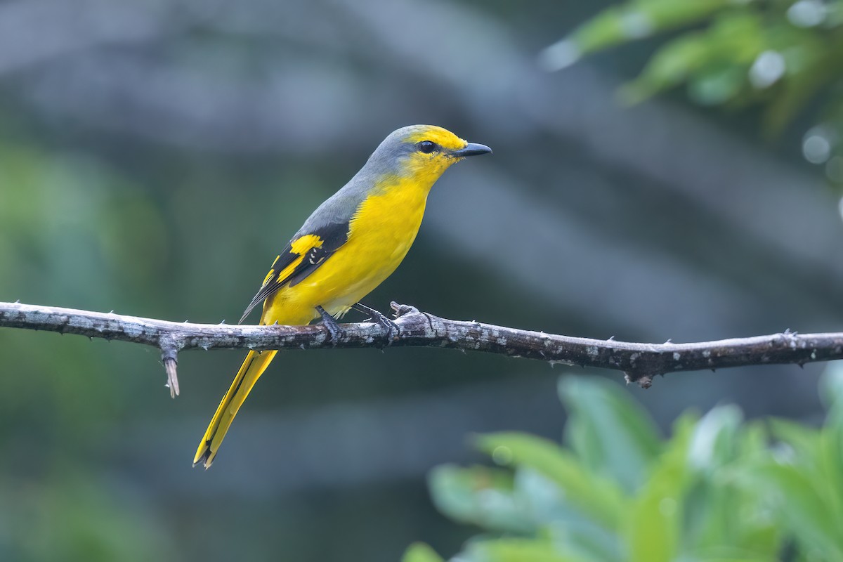 Scarlet Minivet - ML644510394
