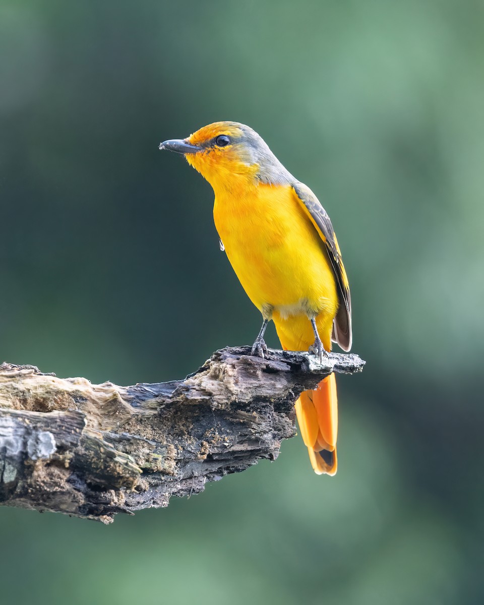 Scarlet Minivet - ML644510395