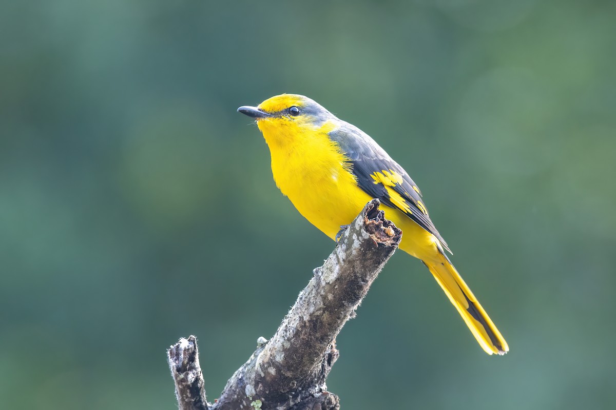 Scarlet Minivet - ML644510396