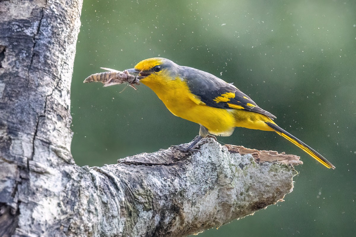 Scarlet Minivet - ML644510400