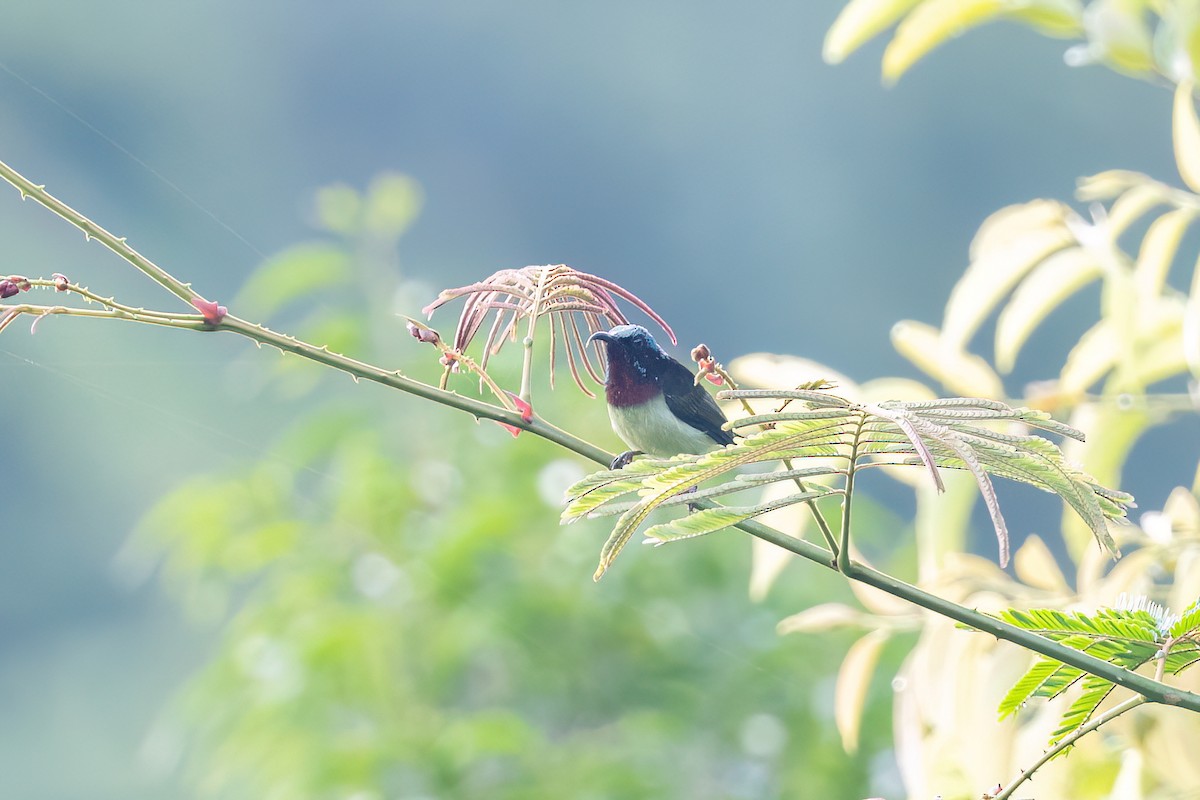 Fork-tailed Sunbird (Hainan) - ML644510401