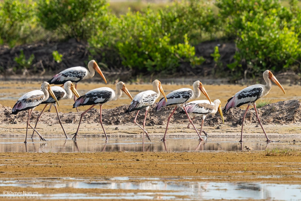 Painted Stork - ML644510403